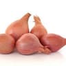 Onion: Shallot