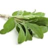 Herbs: Sage
