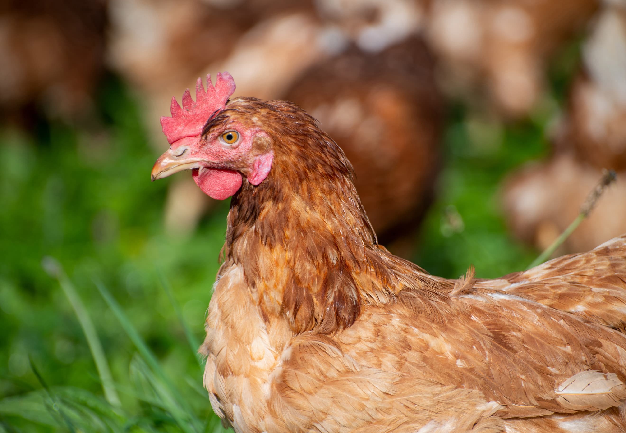 Pasture Raised Eggs